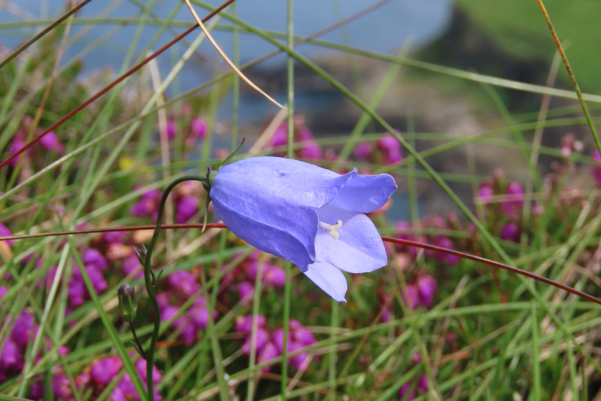 _Stickybeak's tweet image. The clifftops of Rathlin are full of colour right now, with the sky blue Harebells standing out alongside the Bell Heather, Common Bird's-foot-trefoil, Tormentil and others right to the edge #HarebellChallenge #WildflowerHour