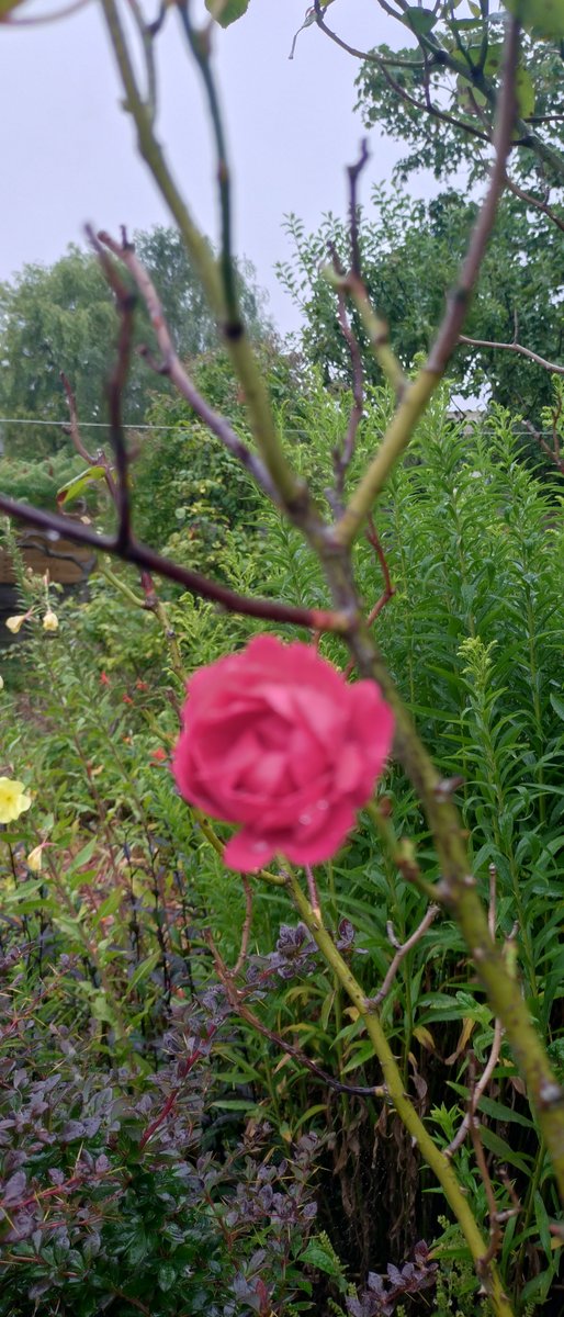 Evening sky as I water the hanging baskets./little pots..rain is due tonight🤞🏻🌧️

A perfect pink rose💗🌹

Enjoy  a lovely relaxing evening 🍷☕🌸😻🙋🏻‍♀️