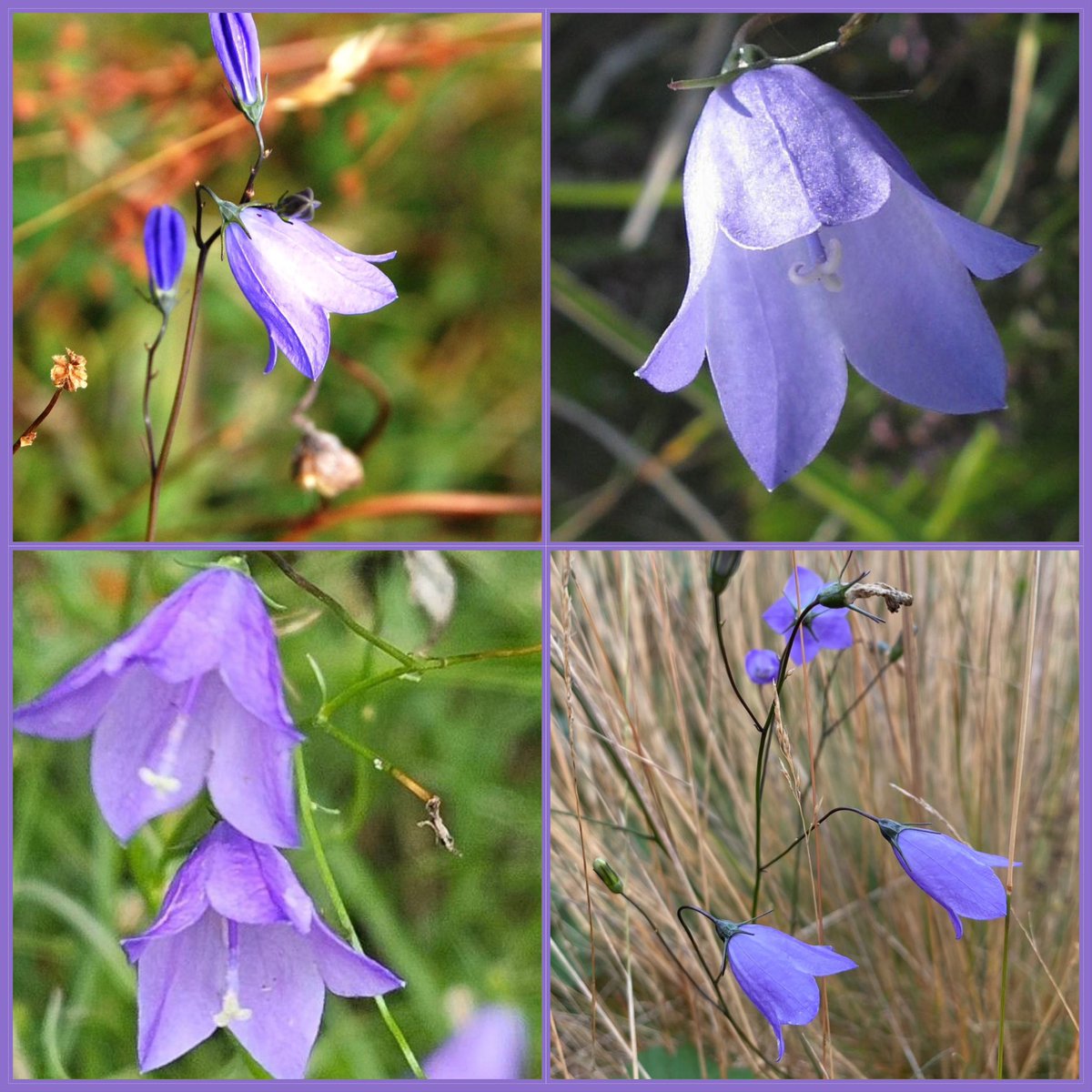 Lussas (@lussas) on Twitter photo Harebells on #Pennington Common, an SSSI <a href="/wildflower_hour/">wildflowerhour</a> #WildflowerHour #HarebellChallenge Harebells on #Pennington Common, an SSSI <a href="/wildflower_hour/">wildflowerhour</a> #WildflowerHour #HarebellChallenge