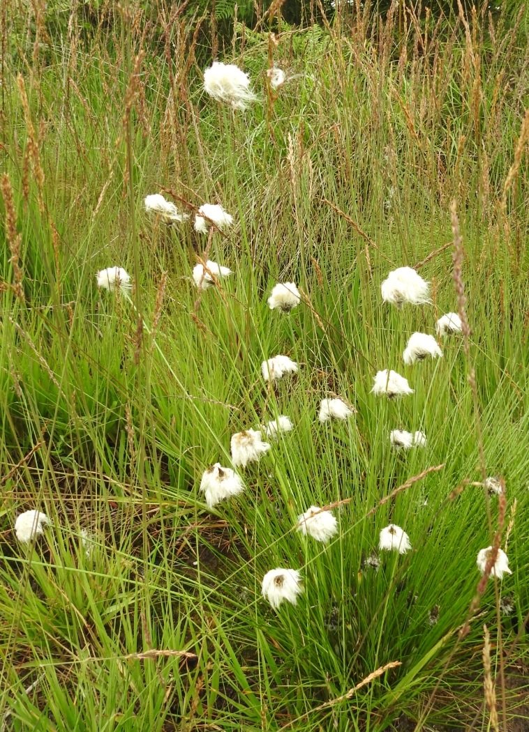 Ralphs_Ian's tweet photo. @wildflower_hour Hare's-tail Cottongrass still going strong on Fenn's Moss this afternoon. #wildflowerhour https://t.co/xLHGPCP8Qv