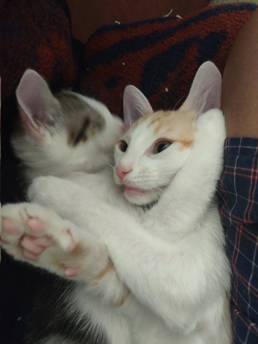 Shugarrbeans's tweet image. Mine foster babi cattos lefti todays. Ams wishming themes the besti! #CatsOfTwitter