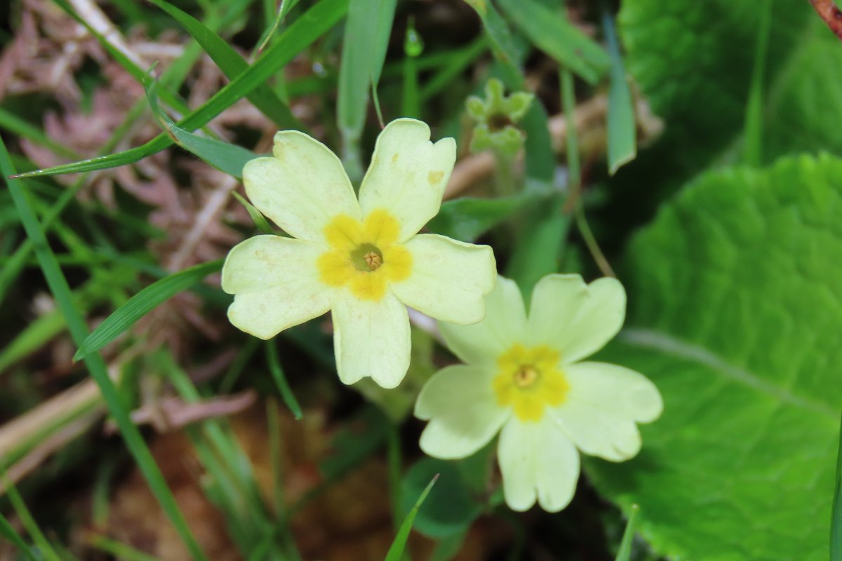 _Stickybeak's tweet image. Primroses in July - it might be unseasonal but somehow it's pleasing to see these late bloomers find their time to shine #WildflowerHour