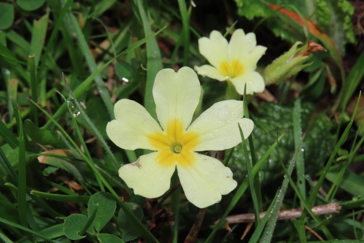 _Stickybeak's tweet image. Primroses in July - it might be unseasonal but somehow it's pleasing to see these late bloomers find their time to shine #WildflowerHour