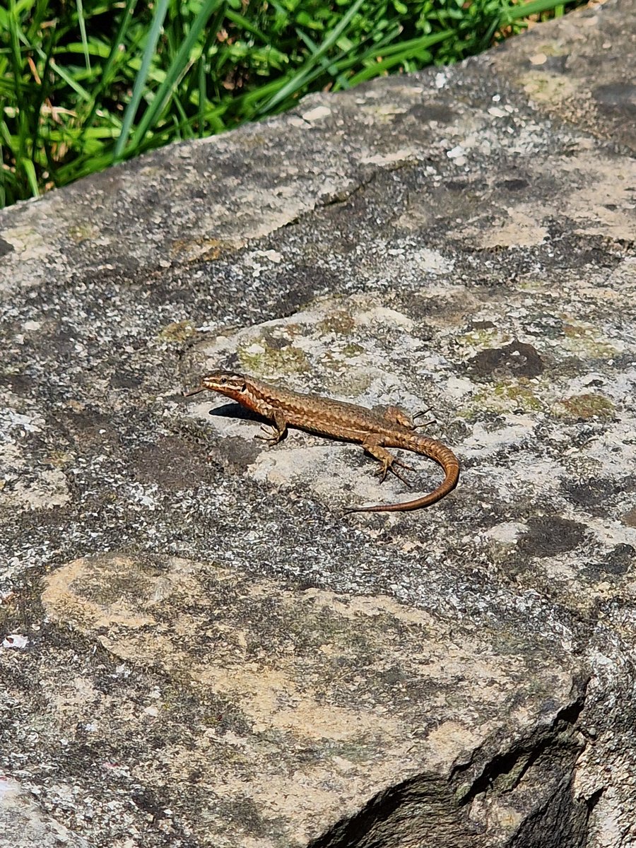 markhows's tweet image. Despite it being a cultural trip to Bergamo, Italy this weekend, I still saw some wildlife