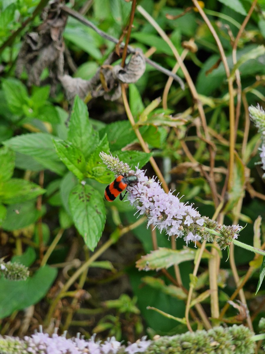 markhows's tweet image. Despite it being a cultural trip to Bergamo, Italy this weekend, I still saw some wildlife
