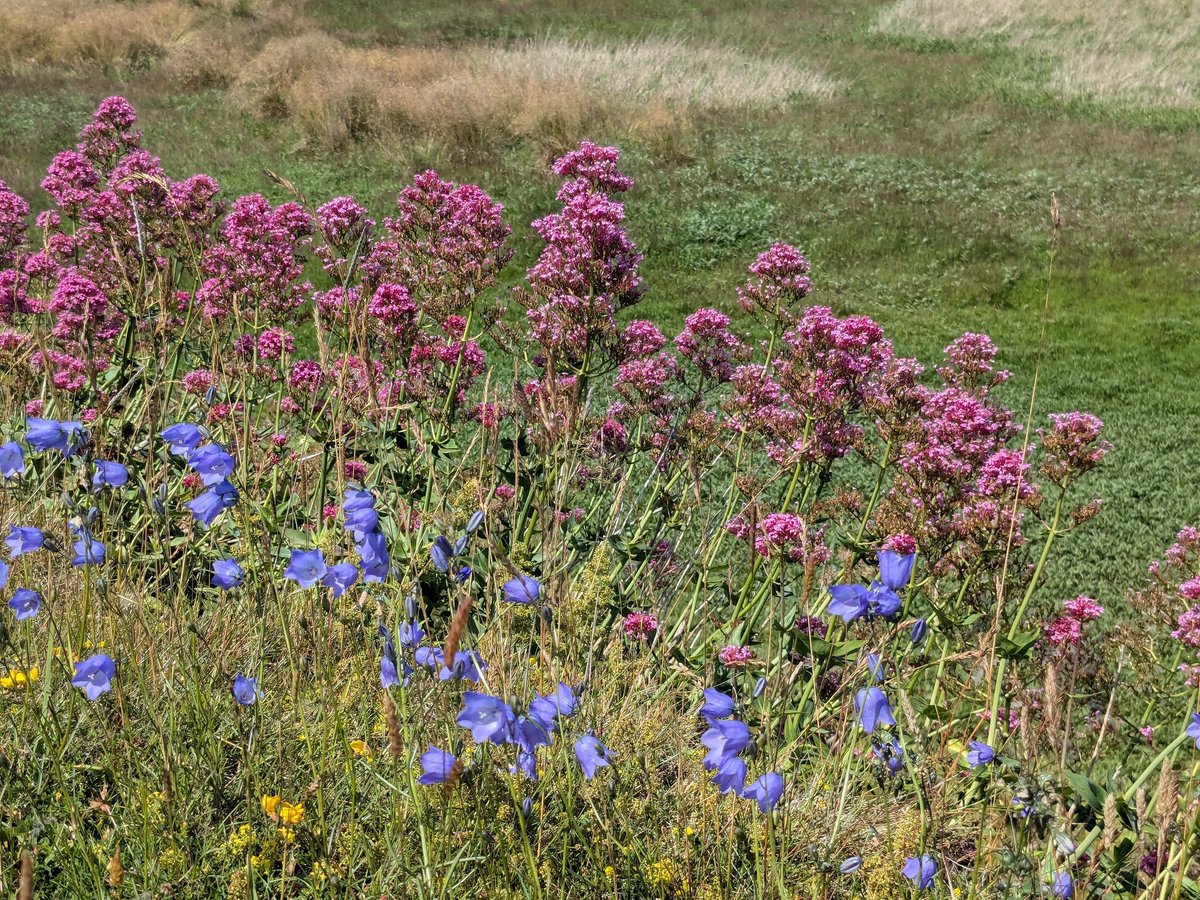 🌼🍋Helencello🍋🌼 (@helencello) on Twitter photo This week on the windswept Holy Island of Lindisfarne in Northumberland. Delicate Harebells share the grassland with Pink Valerian and Birds Foot Trefoil
#Wildflowerhour <a href="/wildflower_hour/">wildflowerhour</a> This week on the windswept Holy Island of Lindisfarne in Northumberland. Delicate Harebells share the grassland with Pink Valerian and Birds Foot Trefoil
#Wildflowerhour <a href="/wildflower_hour/">wildflowerhour</a>