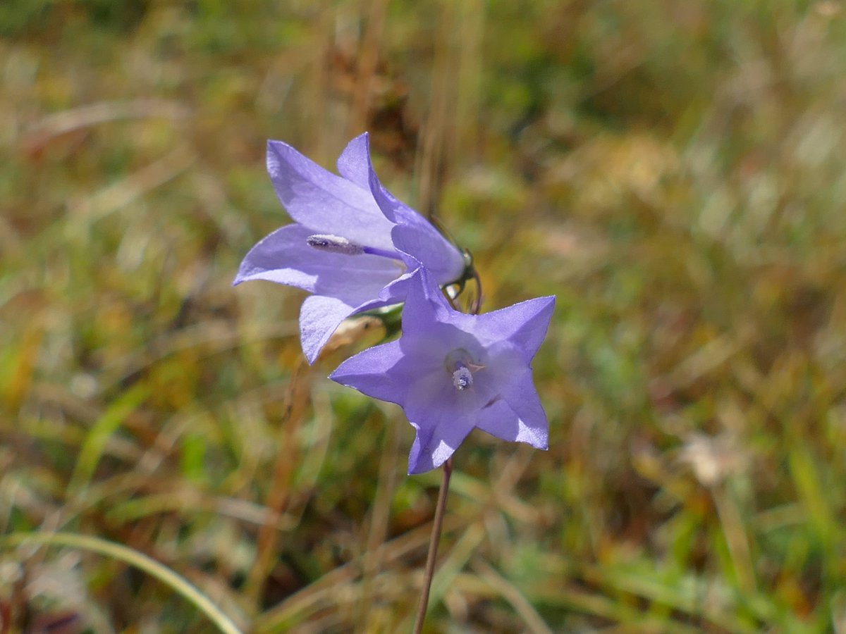 RogerRob473's tweet image. Harebell (campanula rotundifolia) (picture 1) for the #HarebellChallenge and a contrasting member of the bellflower family, clustered bellflower (campanula glomerata) (picture 2), both from a walk today at Streatley (W. Berks). #wildflowerhour