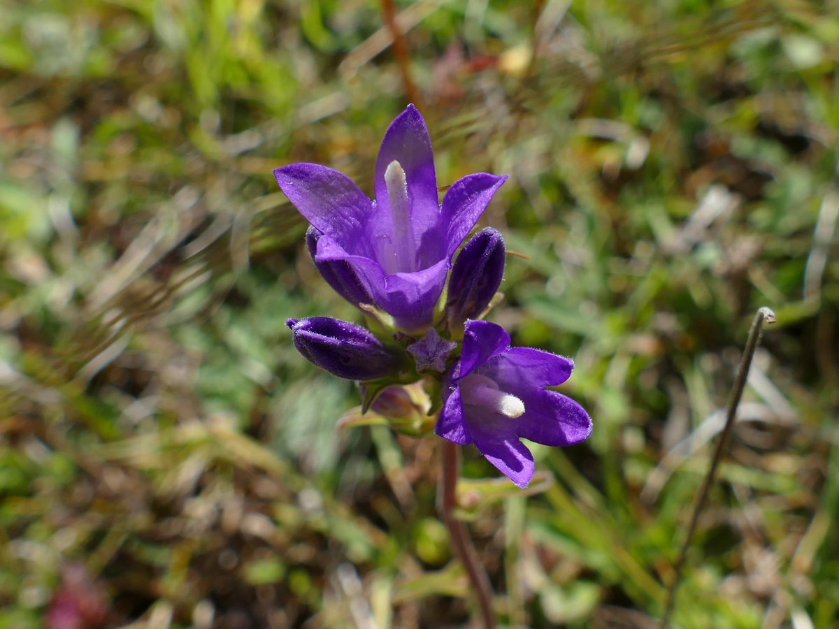 RogerRob473's tweet image. Harebell (campanula rotundifolia) (picture 1) for the #HarebellChallenge and a contrasting member of the bellflower family, clustered bellflower (campanula glomerata) (picture 2), both from a walk today at Streatley (W. Berks). #wildflowerhour