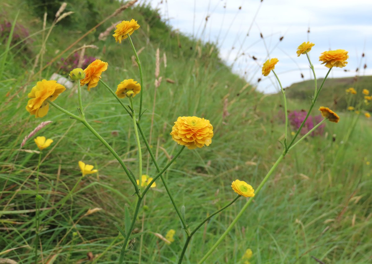 _Stickybeak's tweet image. Possibly our botanical highlight of the week was this absolutely splendid clump of Meadow Buttercups - not so much cups, more like thick buttery lasagnes! Never found such extraordinary specimens before 馃ぉ #WildflowerHour