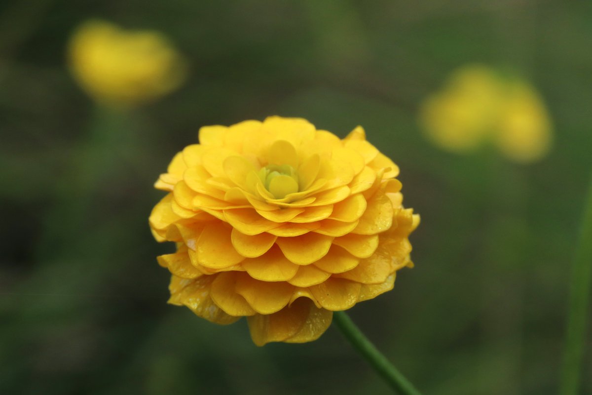 _Stickybeak's tweet image. Possibly our botanical highlight of the week was this absolutely splendid clump of Meadow Buttercups - not so much cups, more like thick buttery lasagnes! Never found such extraordinary specimens before 馃ぉ #WildflowerHour