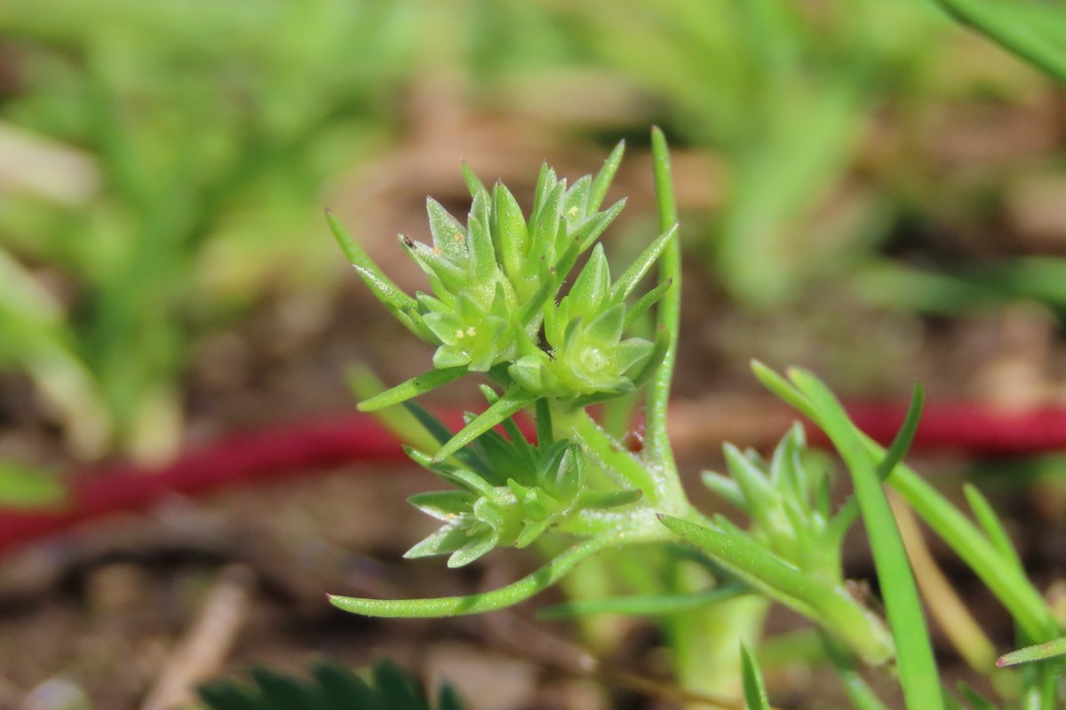 _Stickybeak's tweet image. Farm gateways are a good place to look for Annual Knawel and this was a real hotspot last year - glad to find it thriving here again this week #WildflowerHour