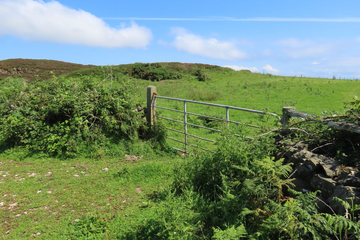 _Stickybeak's tweet image. Farm gateways are a good place to look for Annual Knawel and this was a real hotspot last year - glad to find it thriving here again this week #WildflowerHour