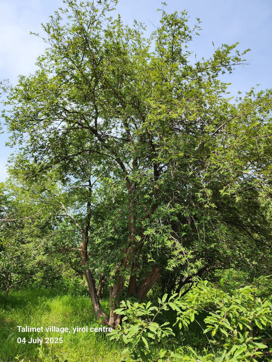 AdokGai's tweet image. In the series this week, we explore Loda Wild Fruits found in Anuol and many parts of Greater Yirol.
Loda is a local fruit characterized by its sweet and sour flavor. According to world flora website, Research it is closely related to "Oiti" (Portuguese Grin), with a similarity…