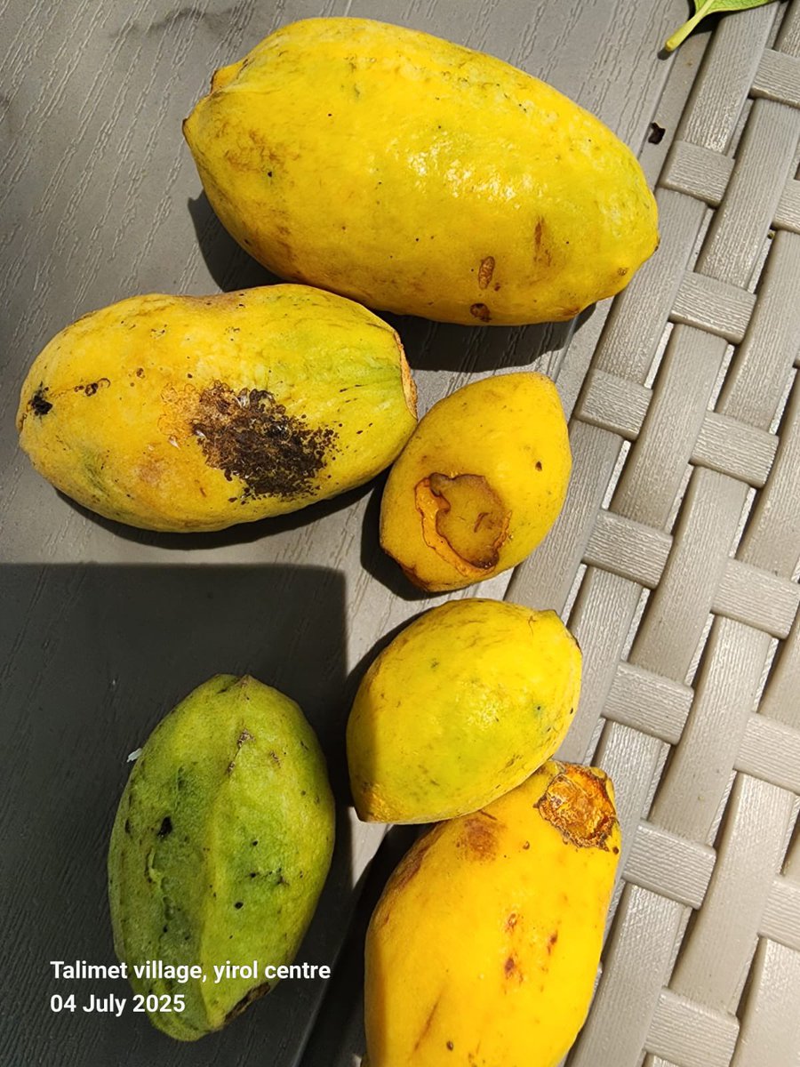 AdokGai's tweet image. In the series this week, we explore Loda Wild Fruits found in Anuol and many parts of Greater Yirol.
Loda is a local fruit characterized by its sweet and sour flavor. According to world flora website, Research it is closely related to "Oiti" (Portuguese Grin), with a similarity…
