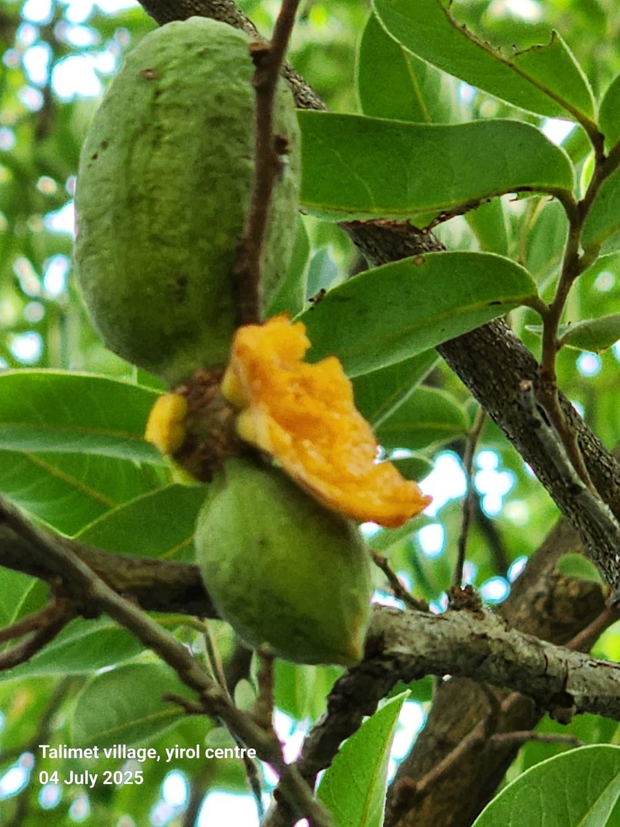 AdokGai's tweet image. In the series this week, we explore Loda Wild Fruits found in Anuol and many parts of Greater Yirol.
Loda is a local fruit characterized by its sweet and sour flavor. According to world flora website, Research it is closely related to "Oiti" (Portuguese Grin), with a similarity…