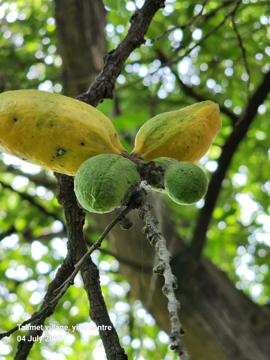 AdokGai's tweet image. In the series this week, we explore Loda Wild Fruits found in Anuol and many parts of Greater Yirol.
Loda is a local fruit characterized by its sweet and sour flavor. According to world flora website, Research it is closely related to "Oiti" (Portuguese Grin), with a similarity…