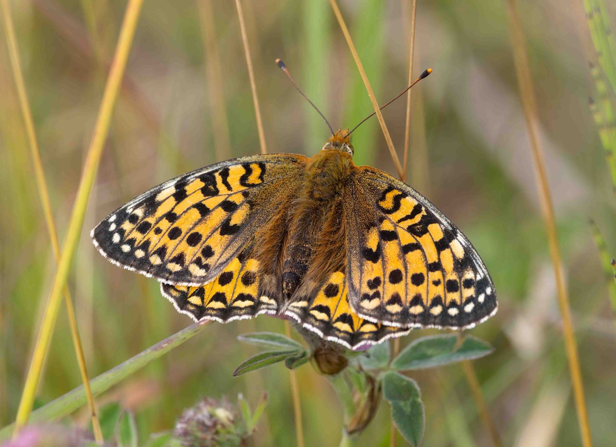 A quiet day on Holy Island today with Richard Drew
6-7 Willow Warbler and singles of Wheatear, Lesser Whitethroat and Yellow Wagtail were the migrant passerines that gave themselves up
Nice to see fledged Sedgies &amp; some butterfly magic between the ebb and flowing misty spells