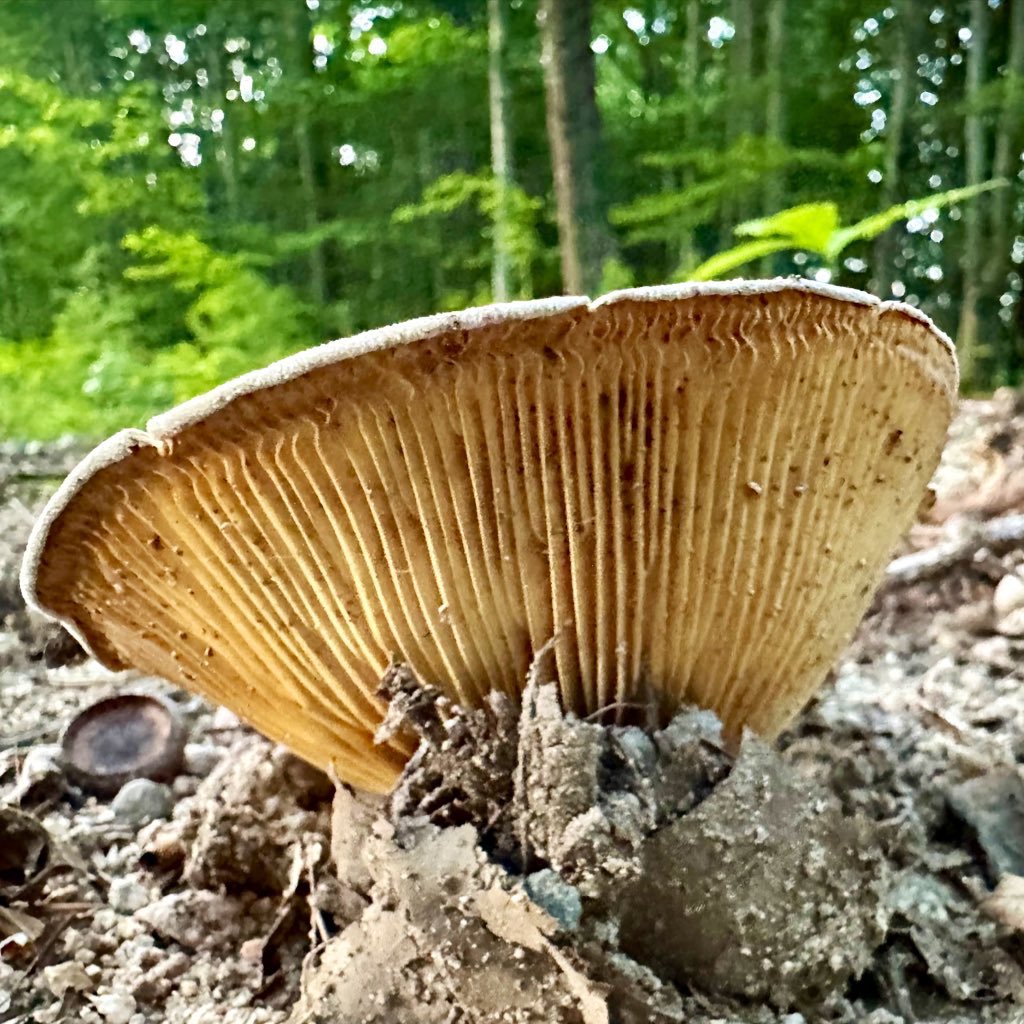 ikar0sc's tweet image. When you&apos;re just about done pushing up dirt

#MushroomOfTheDay
