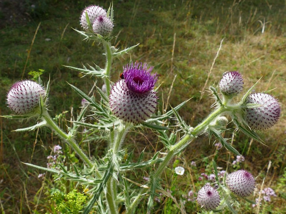 RogerRob473's tweet image. Woolly thistle (cirsium eriophorum) starting to flower, seen earlier today at Streatley (W. Berks). #wildflowerhour