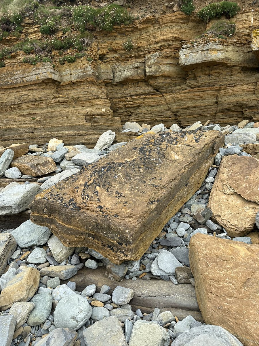 OrkneyUncovered's tweet image. I have always had an interest in the geology of Orkney. We are predominately sedimentary red and yellow sandstone.
450 MYA in the Devonian Era, Orkney was south of the equator under a gigantic freshwater lake know known as Lake Orcadie.