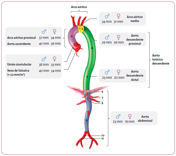 Valores normales de la Aorta 👇
➡️Clasificado por Segmentos
➡️Clasificado por Género 

#ESC #Aorta #CardioEd #POCUS #MedEd