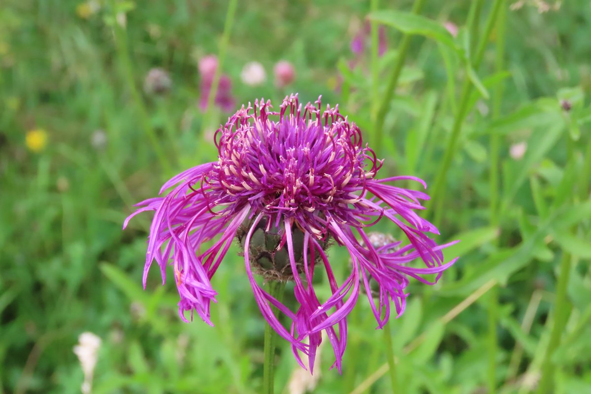 Greater knapweed, a firm favourite of mine. #wildflowerhour