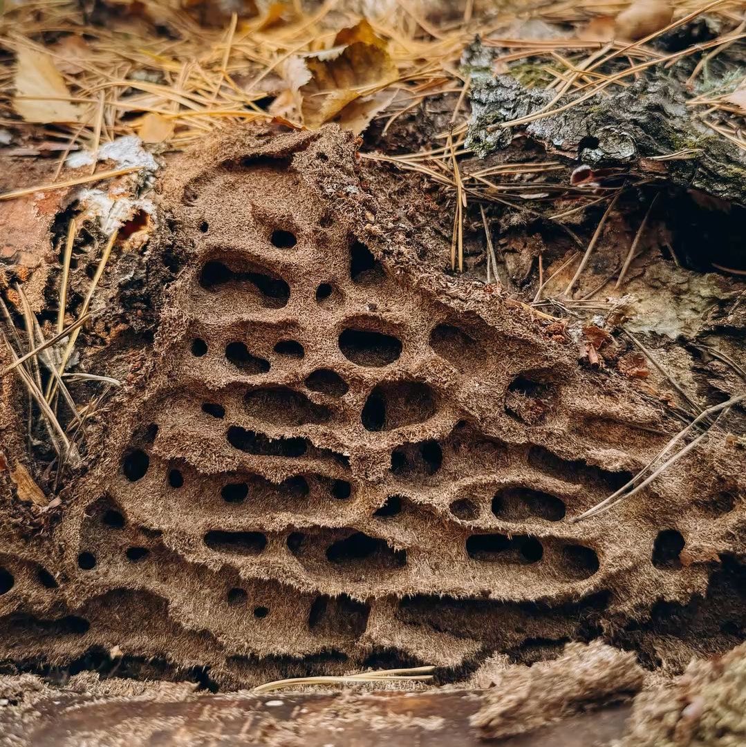 النمل لا يسكن داخل حفرة عشوائية، بل داخل قصر ملكي يحتوي على:-

1-الجناح الملكي للملكة والبيض القريب منها
2-غرف البيض واليرقات لحضانة البيض والعناية بالصغار
3-غرف العاملات أماكن تجمع العاملات عند الراحة
4-غرف التخزين لحفظ الطعام
5-غرف النفايات لبقايا الطعام والجثث
6-غرف الحراسة