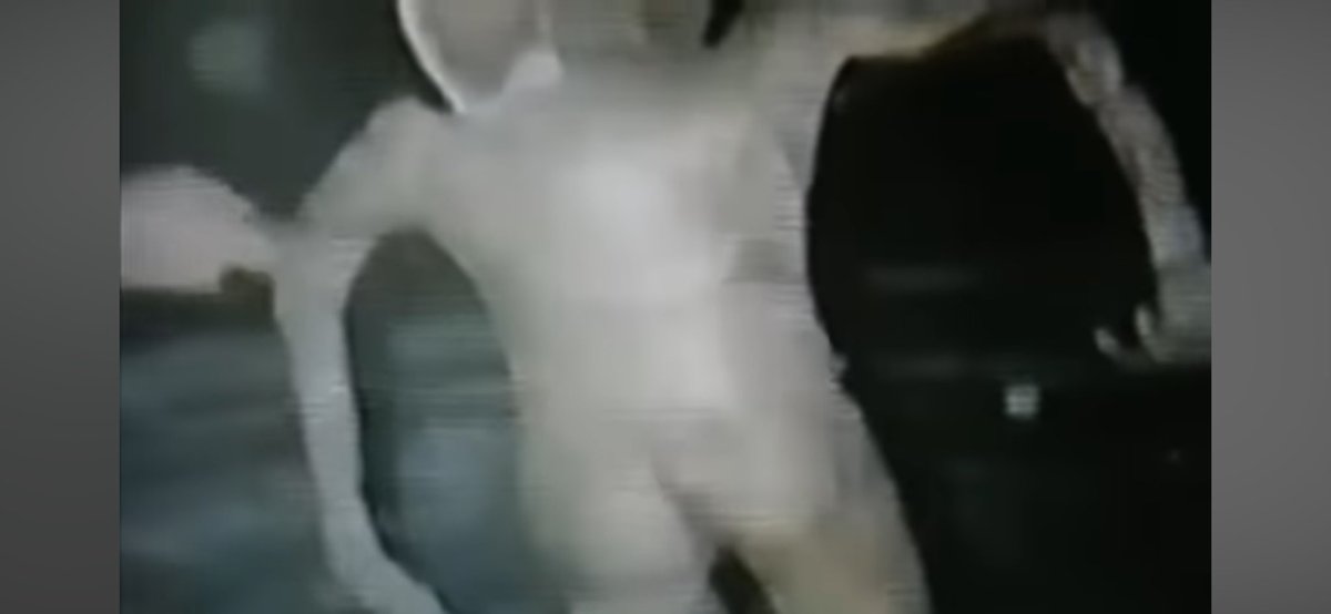 kurtmetzger's tweet image. U think this alien corpse pic from 2008 is real? I don’t know. Look at them cakes tho!