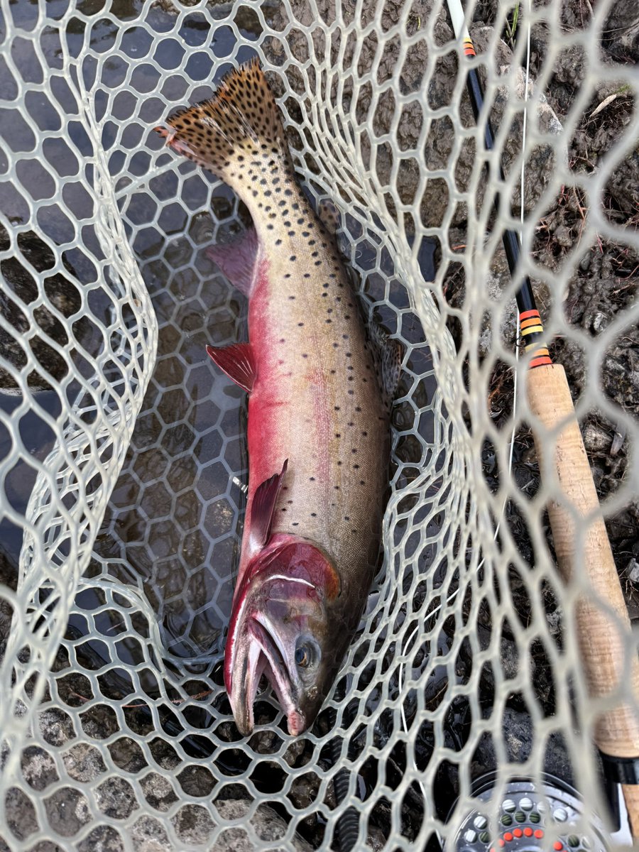 DrewTheCatholic's tweet image. Last week I went camping. Small stream w some decent sized native cut throat trout for the size of the stream.
In case you see me doing anything other than fishing, just know I’d rather be fly fishing.