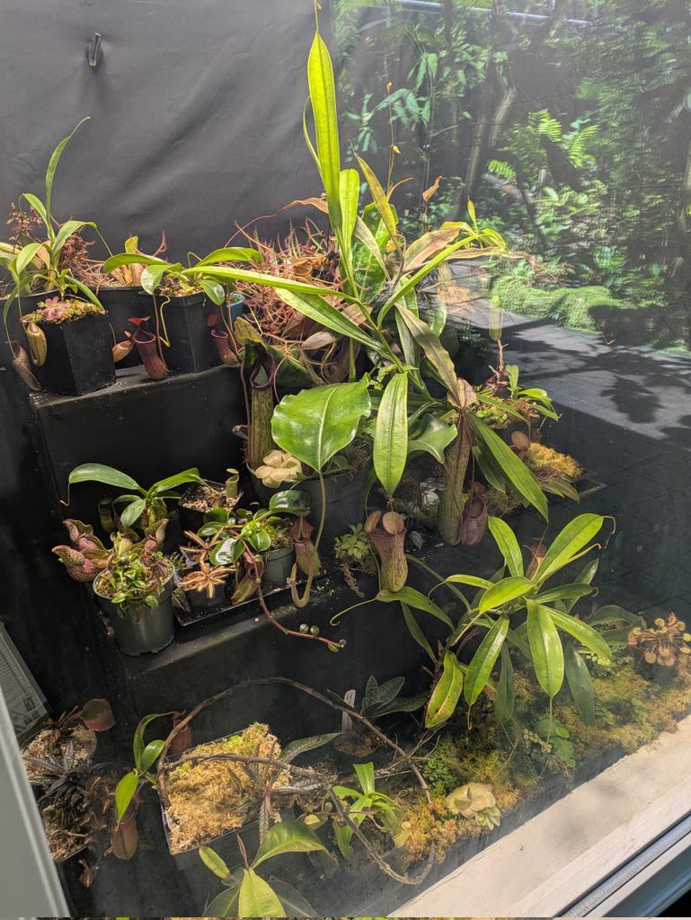 BiophysicsFL's tweet image. "Carnivorous Plant" is such a harsh term.
We prefer "extrasoil nitrogen acquirers"
@FairchildGarden