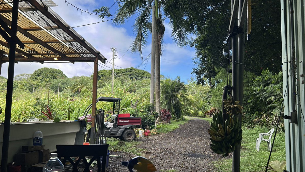 an ode to a sensuous morning in maui-

letting my hands prune as I stroke the sap out of the glorious beehive ginger 

my coffee came out the most beautiful brown &amp; bold. 

listening to instrumental chords &amp; inhaling incense 

the view is tantalizing and tender
