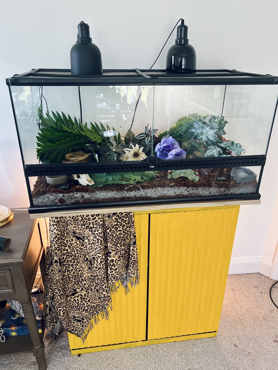 PoSnek's tweet photo. upgrade for Jesse Jewel

me next https://t.co/AechiiaBG4