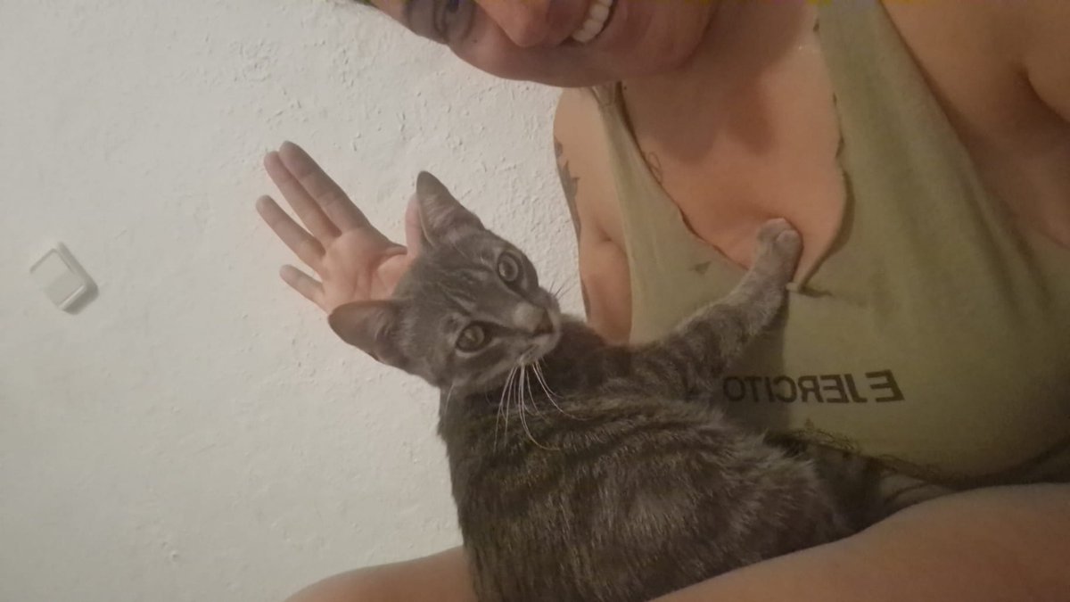 4catsVLC's tweet image. Hay gente que nos llama pidiendo ver a los gatitos: "quiero ver si hay química".
Pues te cuento, si vas a ver a Nilo, te lo llevas puesto! Este peque de solo 6 meses es TREMENDO ❤️
#Valencia contacto 678 34 76 73
#gatitobebé #gato #4catsvalencia #AdoptaNoCompres