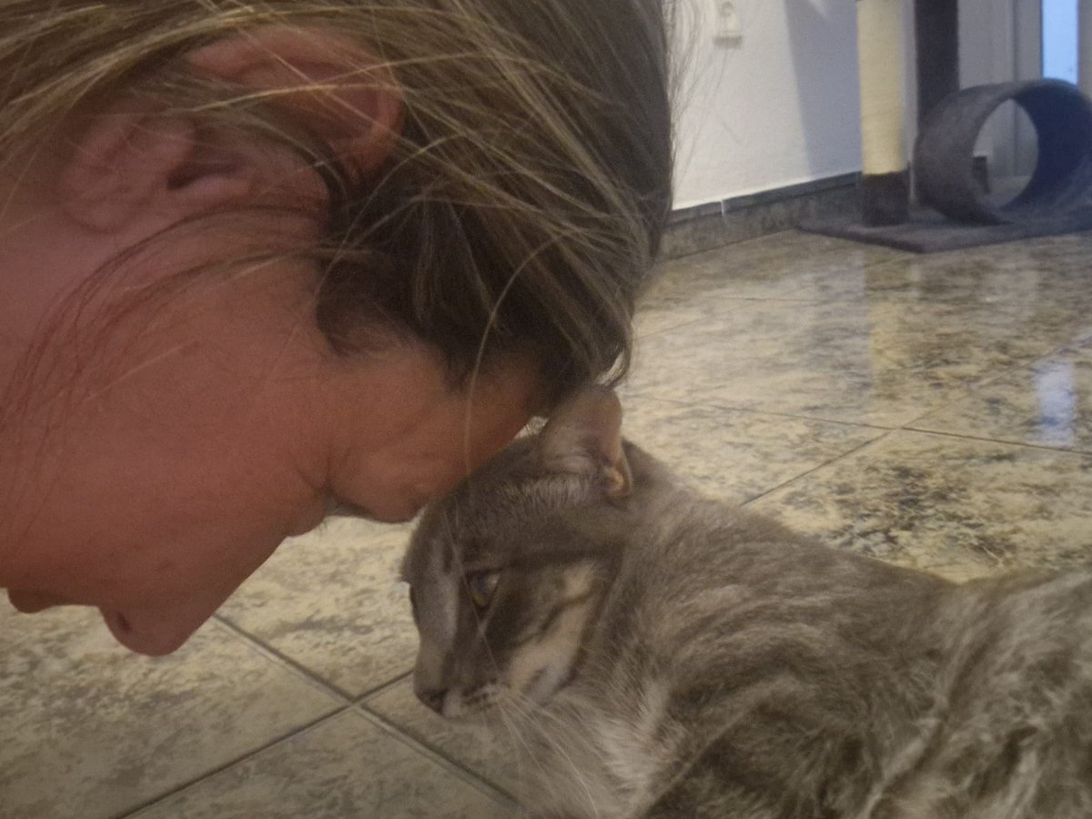 4catsVLC's tweet image. Hay gente que nos llama pidiendo ver a los gatitos: "quiero ver si hay química".
Pues te cuento, si vas a ver a Nilo, te lo llevas puesto! Este peque de solo 6 meses es TREMENDO ❤️
#Valencia contacto 678 34 76 73
#gatitobebé #gato #4catsvalencia #AdoptaNoCompres