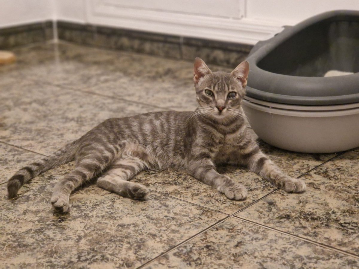 4catsVLC's tweet image. Hay gente que nos llama pidiendo ver a los gatitos: "quiero ver si hay química".
Pues te cuento, si vas a ver a Nilo, te lo llevas puesto! Este peque de solo 6 meses es TREMENDO ❤️
#Valencia contacto 678 34 76 73
#gatitobebé #gato #4catsvalencia #AdoptaNoCompres