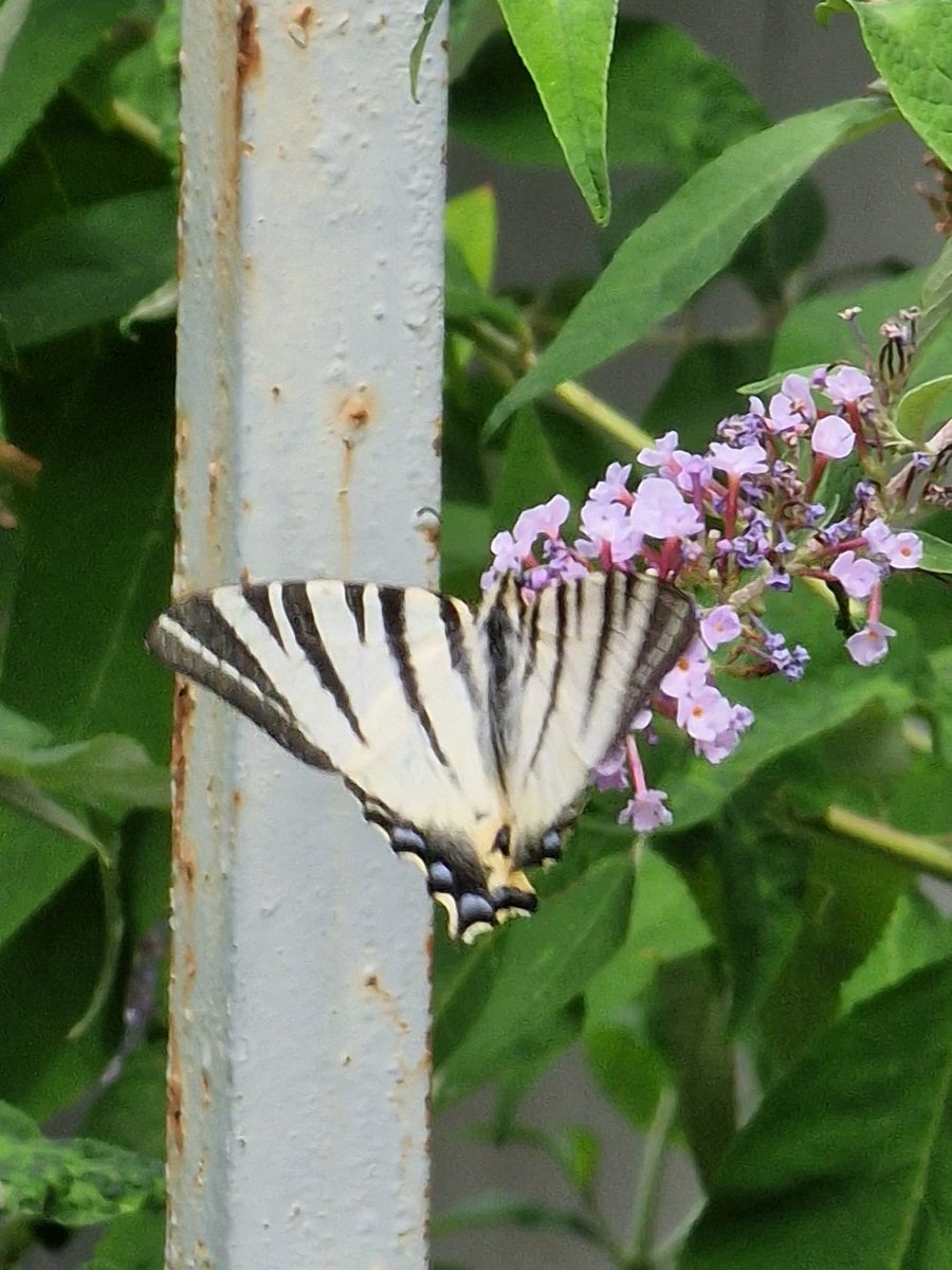 markhows's tweet image. Despite being urban there were plenty of lepidoptera in Bergamo, Italy 1/2