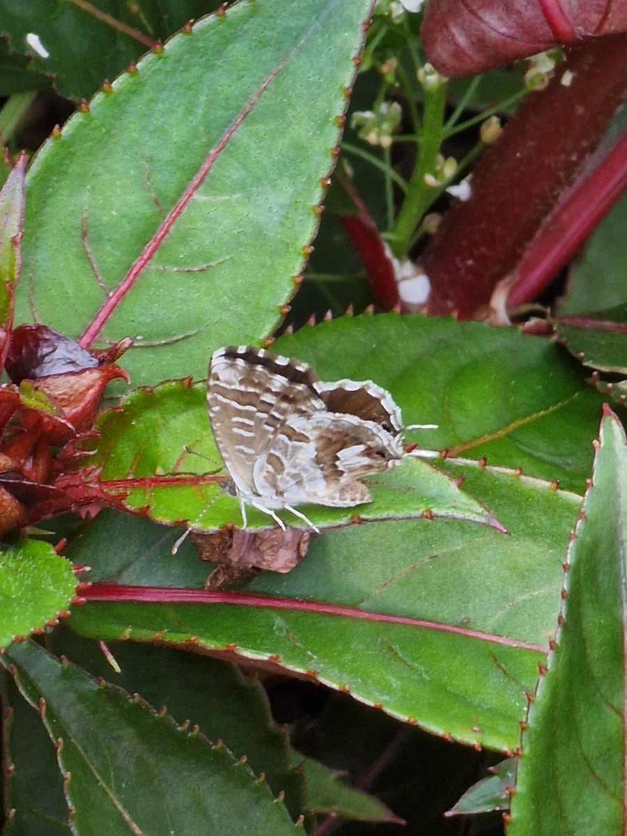 markhows's tweet image. Despite being urban there were plenty of lepidoptera in Bergamo, Italy 1/2