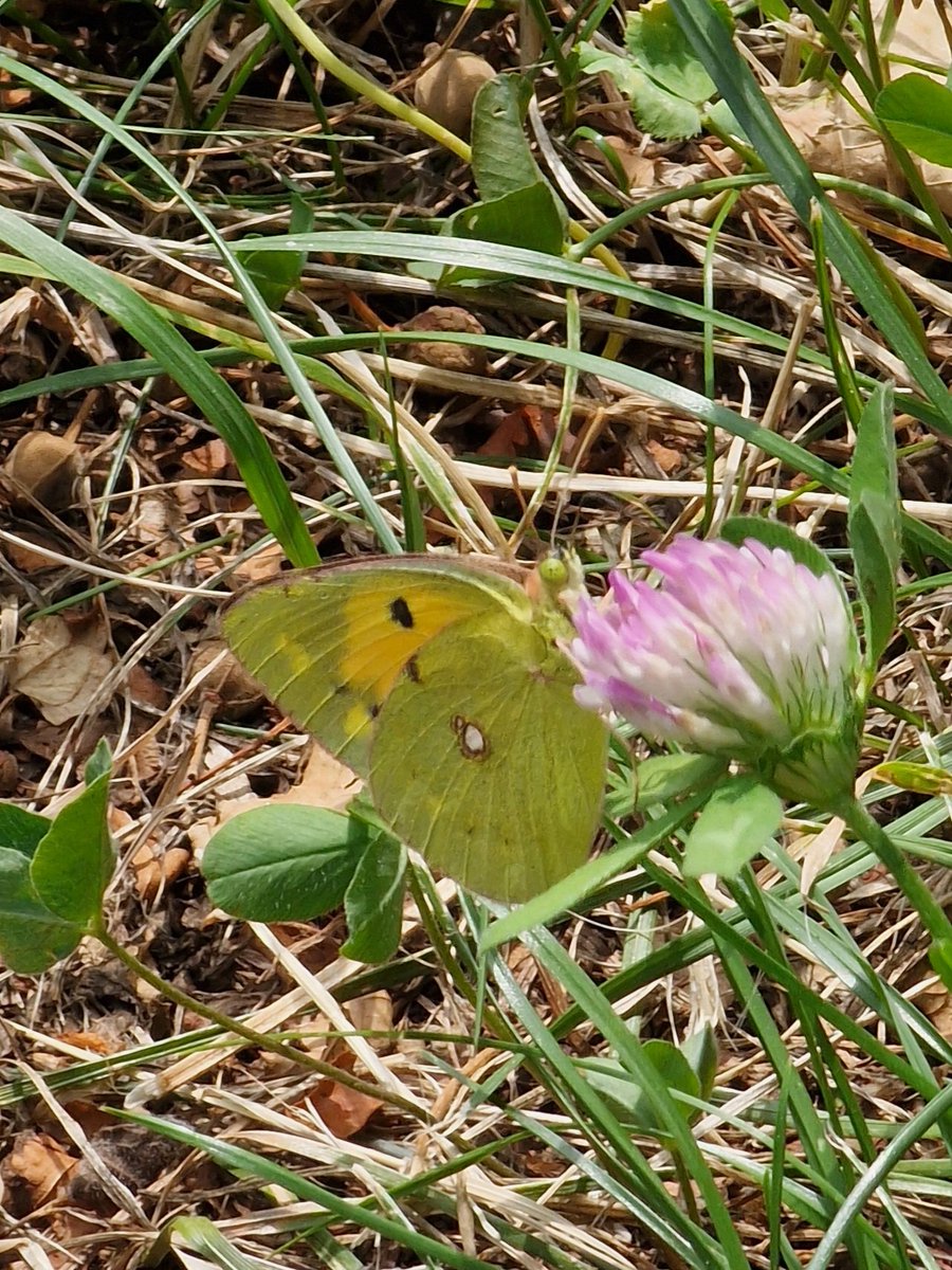 markhows's tweet image. Despite being urban there were plenty of lepidoptera in Bergamo, Italy 1/2