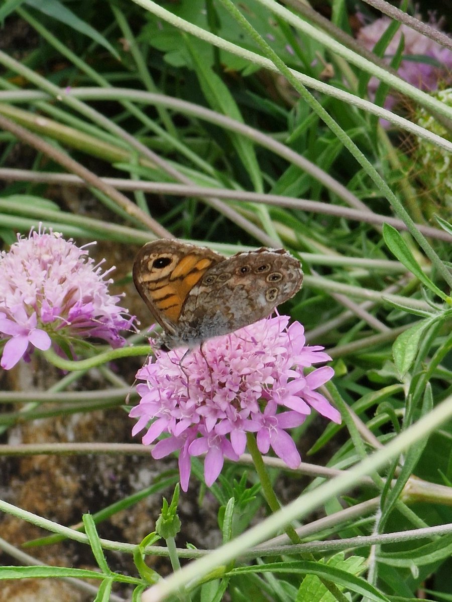 markhows's tweet image. Despite being urban there were plenty of lepidoptera in Bergamo, Italy 1/2