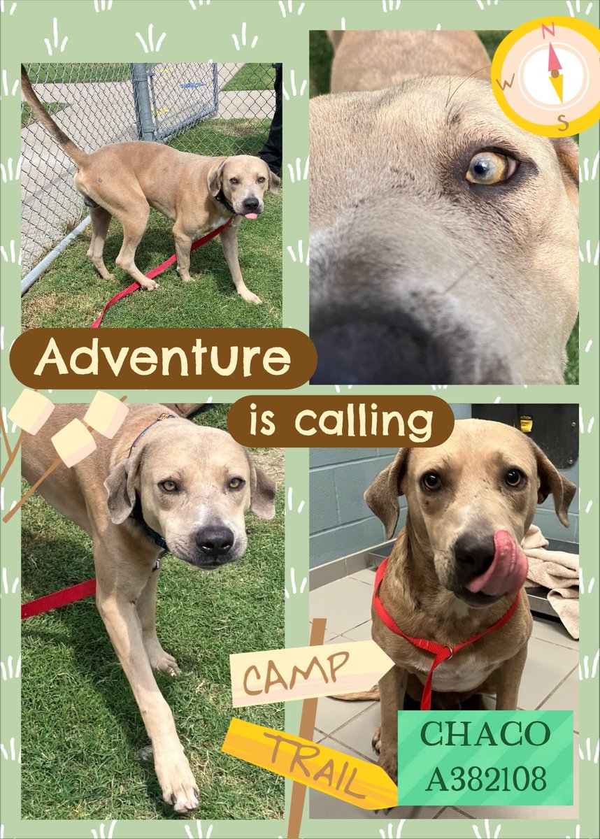 beeleevitonly's tweet photo. 🆘️🎯💉☠️any time, possibly 7/21 #CorpusChristi
CHACO #A382108 was given extension ⏰️but CCACS #TX plans to cull 8 #HomelessDogs tomorrow .1 yo mix ❓️pibble/ yellow lab? Came in hungry, skinny, full of parasites, HW pos. He is gentle! & says "I want to hunt with the big dogs!!"
Pls RT, 🆘️ #Pledge4Rescue #Adoptashelterpet