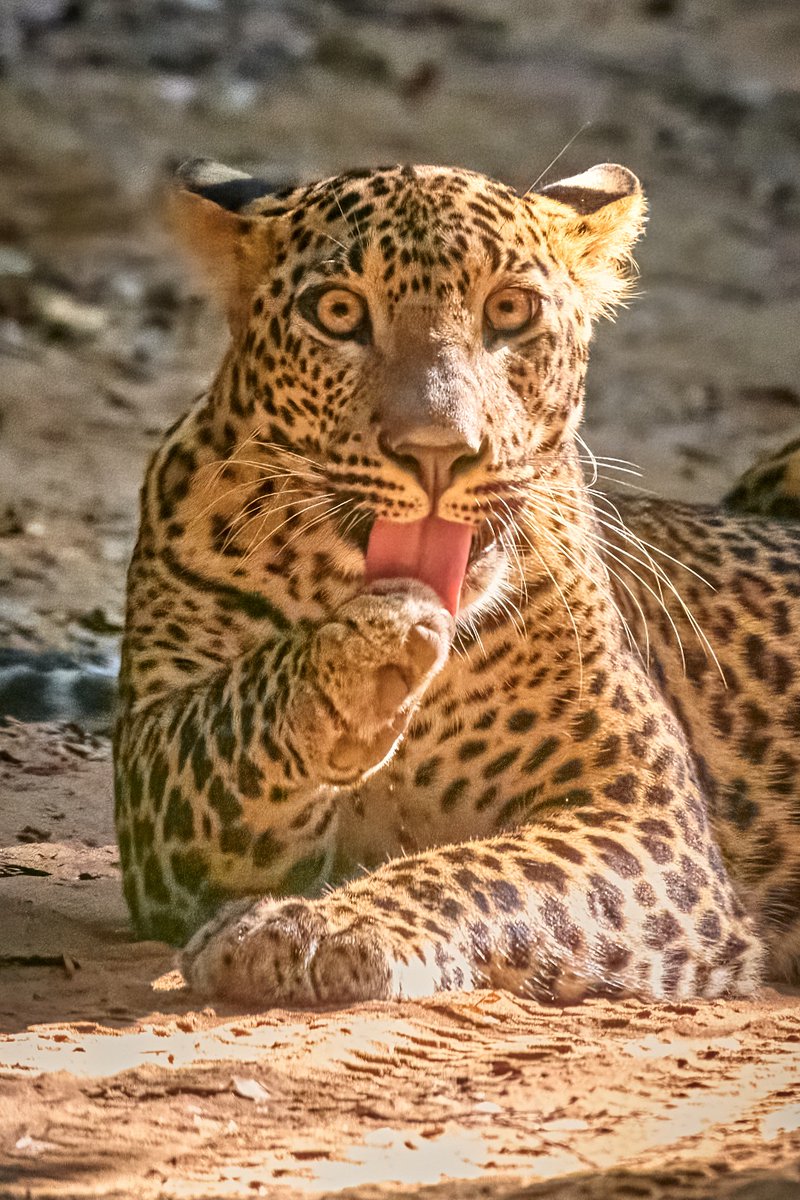 bownaankamal's tweet image. Our Beautiful Keshara - Grace in the Jungle – Wilpattu's Spotted Spirit
This beautiful Sri Lankan leopard, a subspecies endemic to the island, was captured during a serene moment in Wilpattu National Park — the oldest and largest national park in Sri Lanka.
Thanks to relentless…