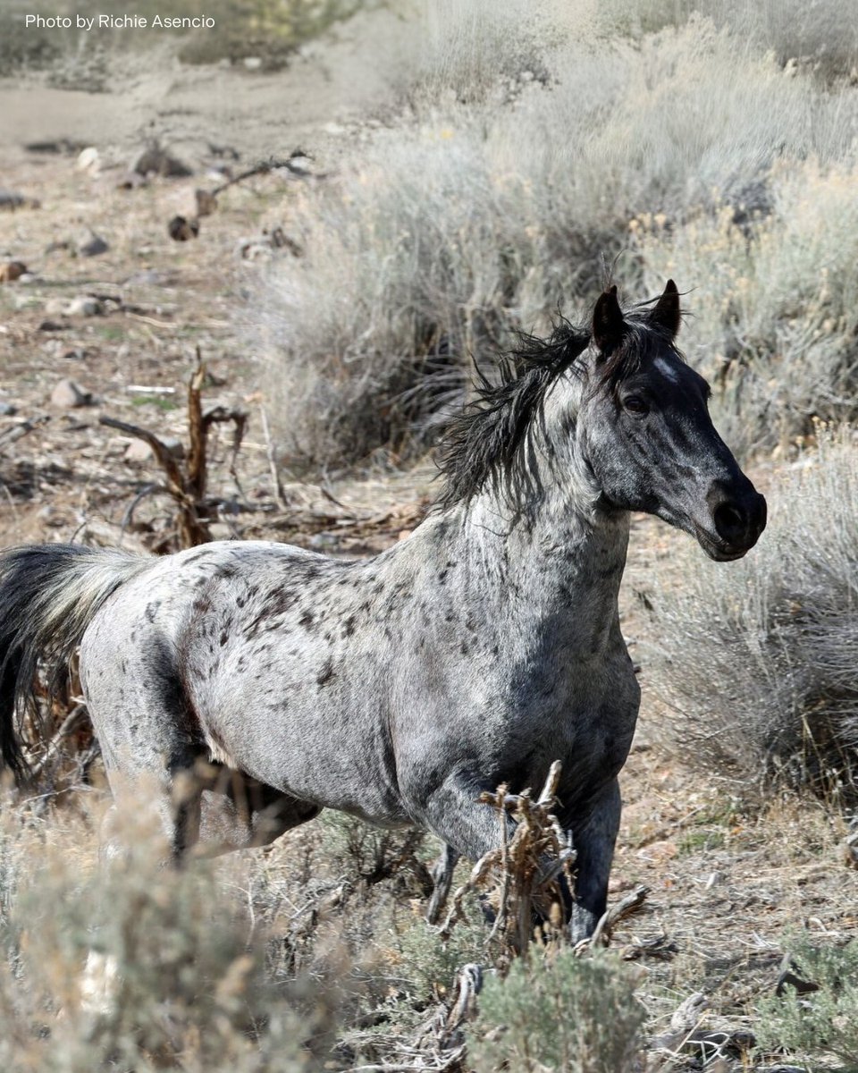 FreeWildHorses's tweet image. Horse colors: Roan 🌈
Bay, red, blue (black)... roans come in a variety of shades, and are a mix of white and base color hairs! Fun fact: when they have minor injuries to the skin, the hair grows back in the base color—giving them their signature "corn spots" or "corn marks".