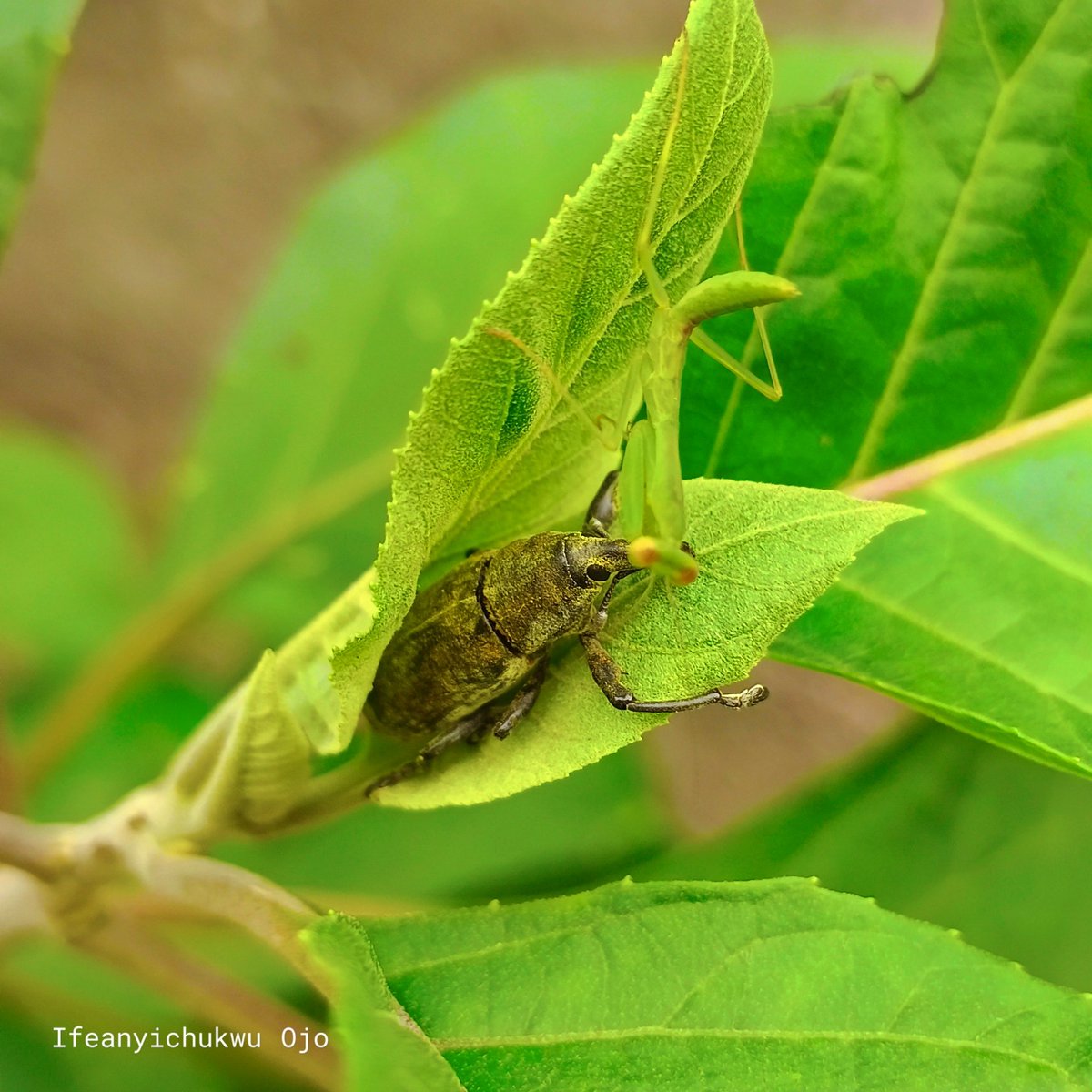 techieojo's tweet image. Caught these two on a leaf today — a praying mantis and a weevil just vibing 😄

Fun fact: mantises can turn their heads (yes, like humans), and some weevils fake their death to escape trouble.

Nature’s got jokes and skills.
#InsectDiaries #NatureCaughtMeOffGuard #Wildlife