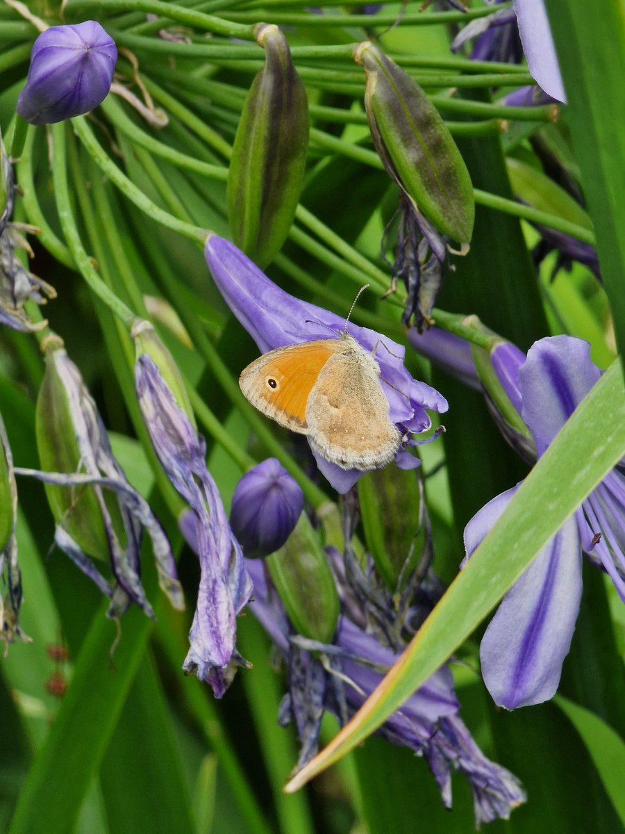 markhows's tweet image. Despite being urban there were plenty of lepidoptera in Bergamo, Italy 2/2