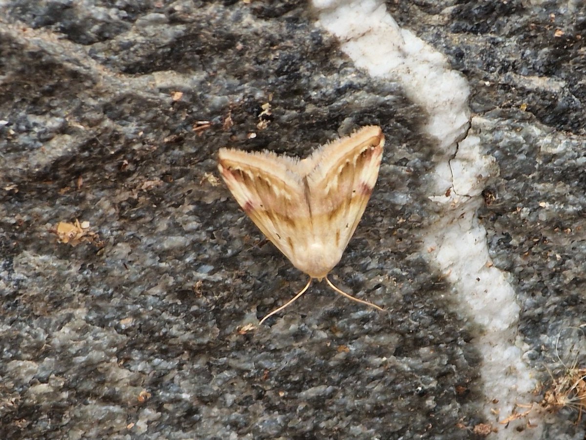 markhows's tweet image. Despite being urban there were plenty of lepidoptera in Bergamo, Italy 2/2