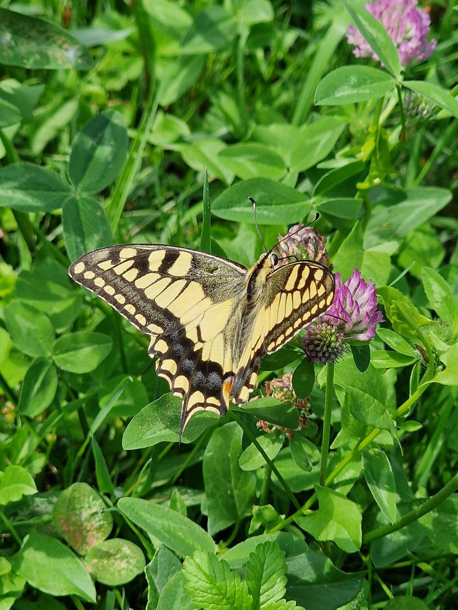 markhows's tweet image. Despite being urban there were plenty of lepidoptera in Bergamo, Italy 2/2