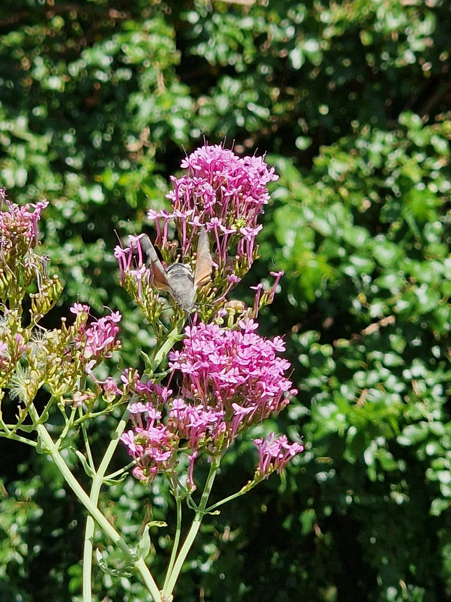 markhows's tweet image. Despite being urban there were plenty of lepidoptera in Bergamo, Italy 2/2