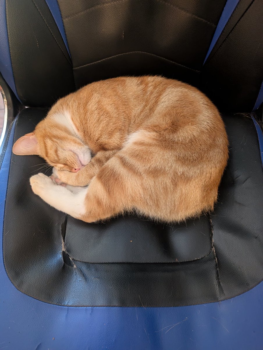 Orange cat knows how to Sunday