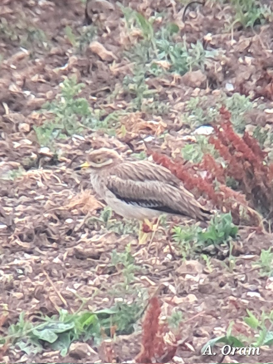 ARO Birding (@oram_archie) on Twitter photo 2 Stone Curlews at Winterbourne Downs this morning. Here's one taken with camera and phone with the telescope. Thank you <a href="/TimTim292/">Tim Ridgeway</a> for directions, Made our day with a Lifer for both me and <a href="/KevinOram6/">Kevin Oram</a> 2 Stone Curlews at Winterbourne Downs this morning. Here's one taken with camera and phone with the telescope. Thank you <a href="/TimTim292/">Tim Ridgeway</a> for directions, Made our day with a Lifer for both me and <a href="/KevinOram6/">Kevin Oram</a>