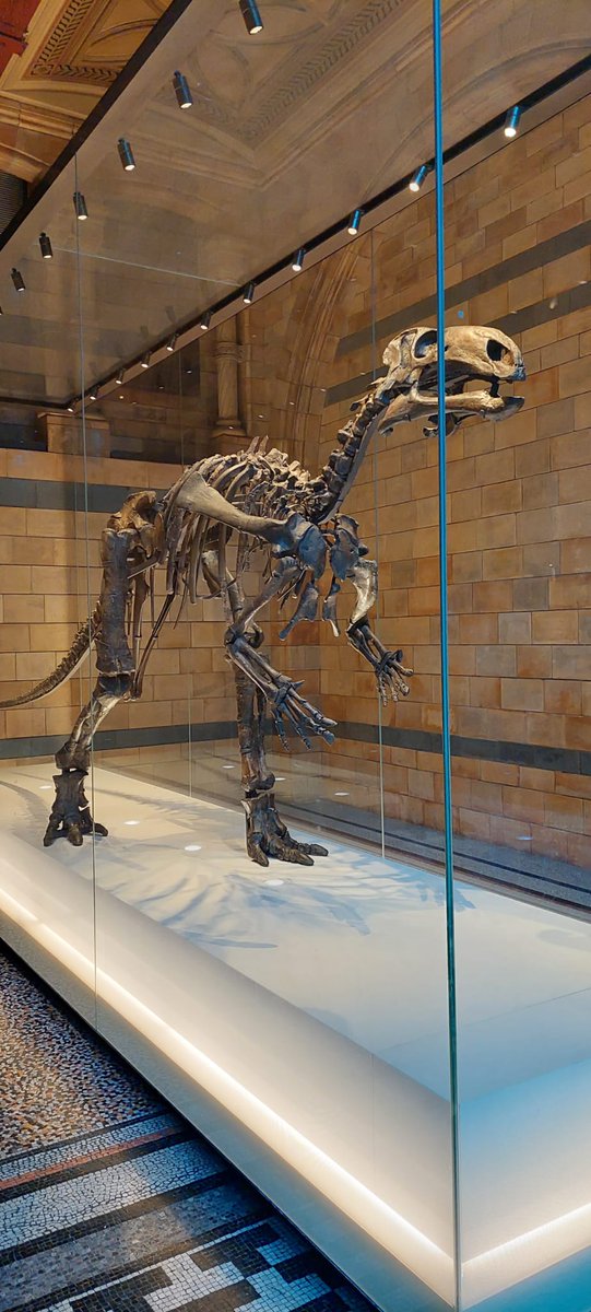 The Palaeo Minute (@thepalaeominute) on Twitter photo The iguanodontian Mantellisaurus atherfieldensis <a href="/NHM_London/">Natural History Museum</a> in London. This fossil was discovered in 1914 by amateur palaeontologist Reginald Walter Hooley on the Isle of Wight. Mantellisaurus lived during the Early Cretaceous some 125-110 million years ago. The iguanodontian Mantellisaurus atherfieldensis <a href="/NHM_London/">Natural History Museum</a> in London. This fossil was discovered in 1914 by amateur palaeontologist Reginald Walter Hooley on the Isle of Wight. Mantellisaurus lived during the Early Cretaceous some 125-110 million years ago.